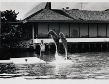 The dophin performance occurred at feeding time.  The dolphins left after the members decided they did not want to open the gates to the public