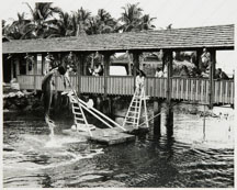 The dophin performance occurred at feeding time.  The dolphins left after the members decided they did not want to open the gates to the public