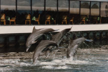 Dolphin Showtime