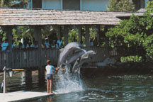 Ocean Reef's popular performing dolphins (postcard)