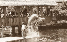 Ocean Reef's popular performing dolphins