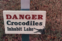 Crocodiles in Lake